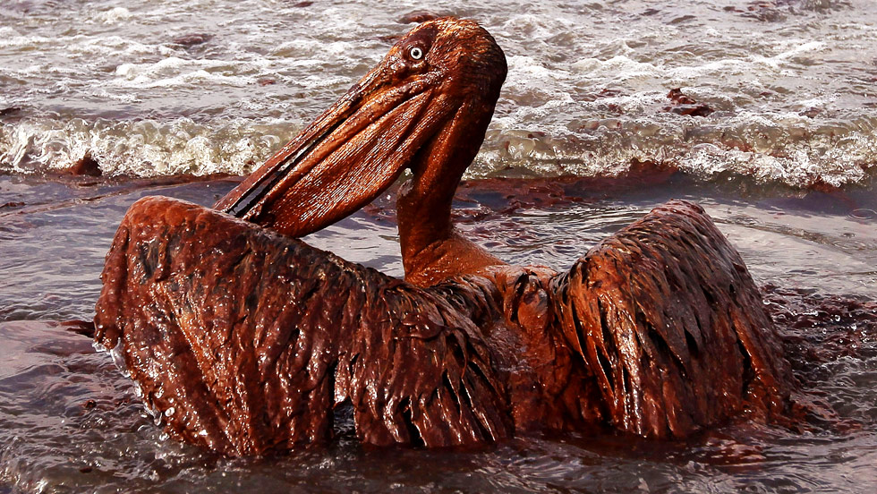 Wildlife care and environmental spill response