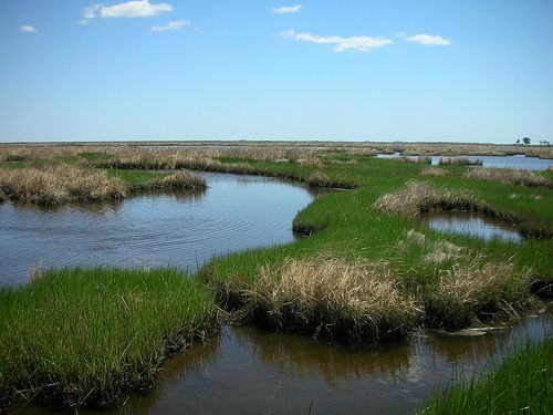 Maryland Blackwater
